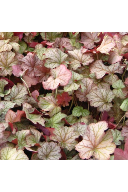 Гейхера гибридная Пинот Грис